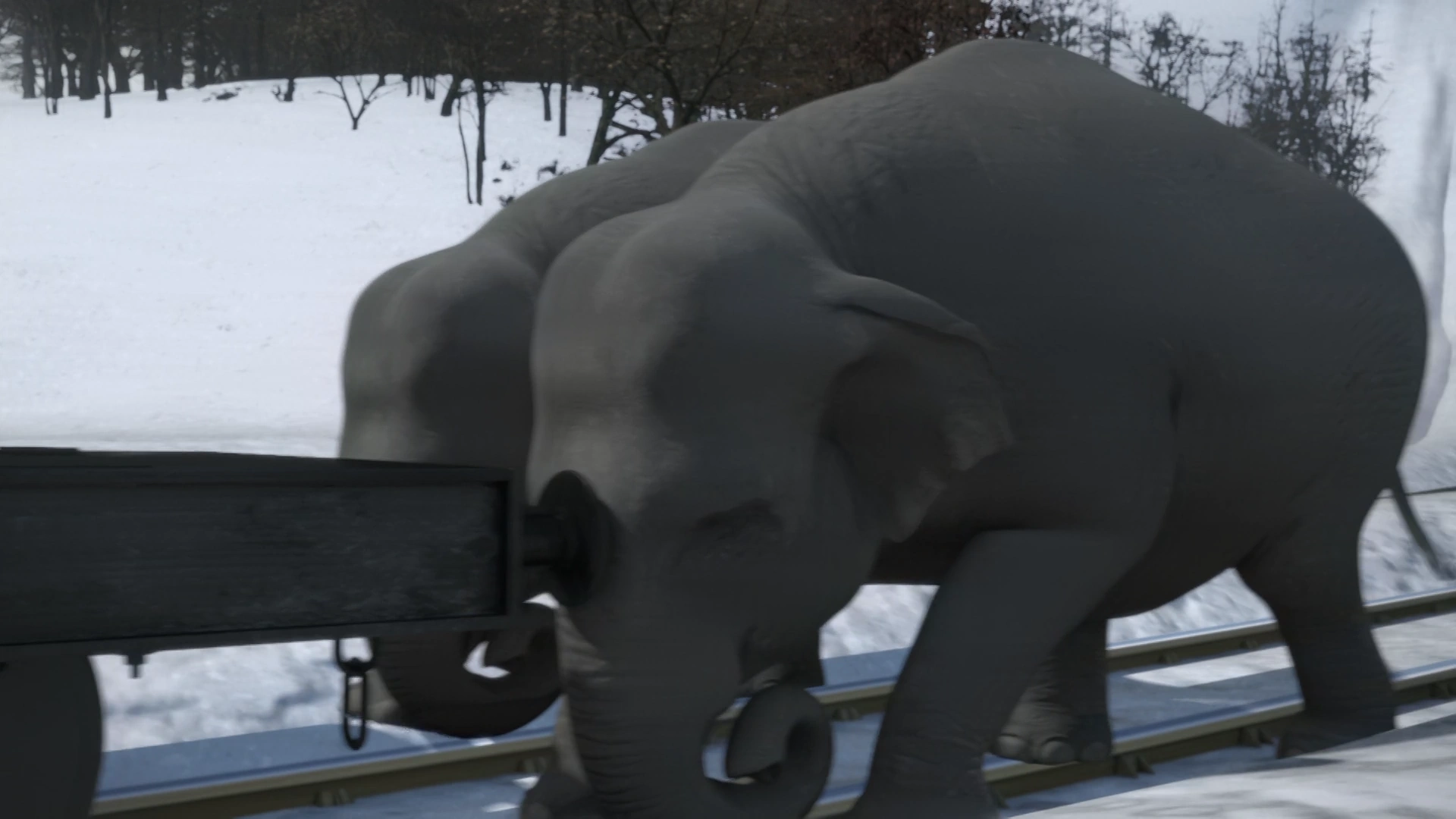 TV版第22シーズンの動物園の象