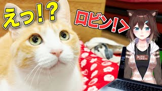 画面の中のVTuberが突然話しかけてきて猫たちが大慌てになったwww【文野環さんコラボ】[2021/12/04](《あつし》Channel@猫たちと一緒)
