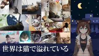猫の写真グランプリ 第3弾[2018/10/14]