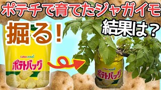 ついにジャガイモ掘り出す～私が育てました【にじさんじ】 [2025/07/05]