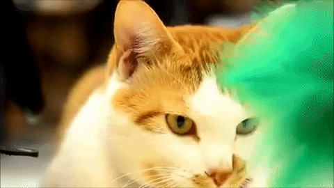 猫好きなのか 猫マンガ家うだま まとめ Wiki