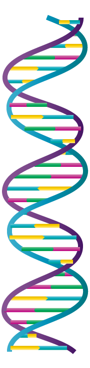 201812_DNA_double-strand_C.png