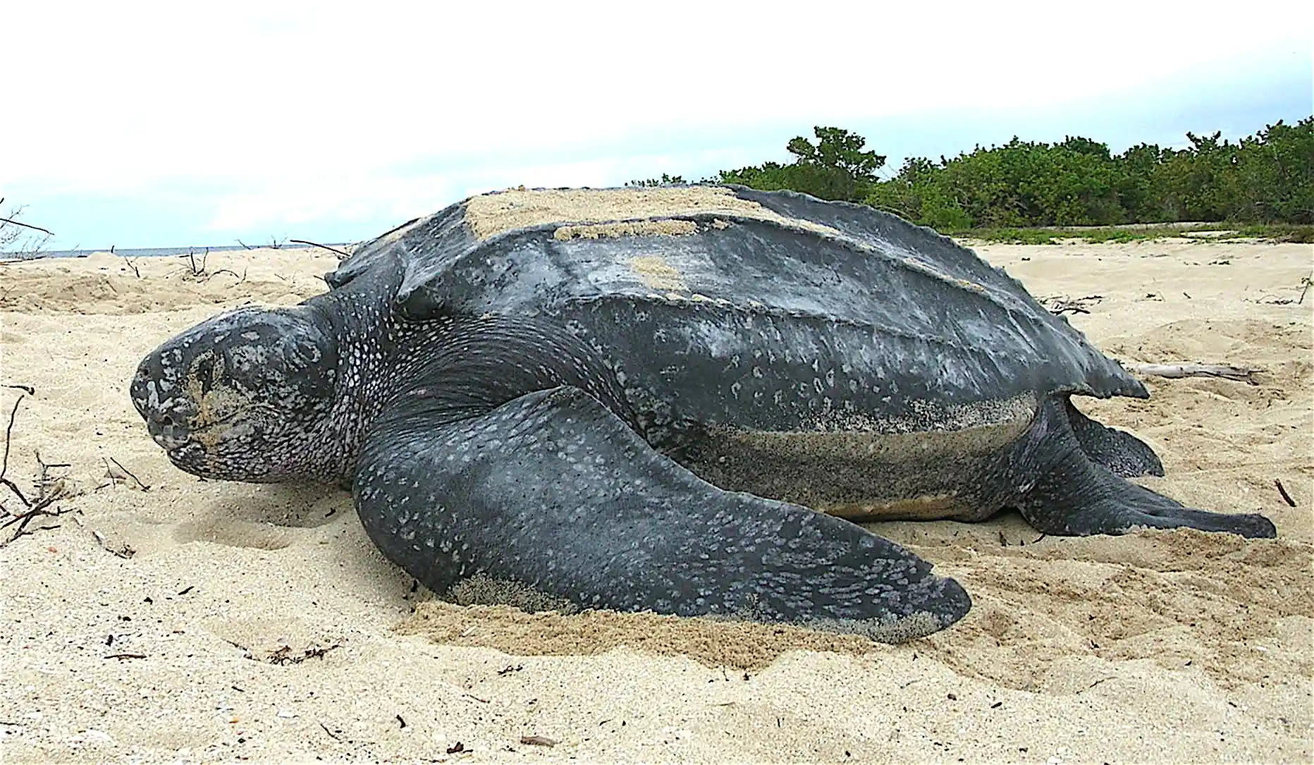 Leatherback_sea_turtle_Tinglar%2C_USVI_%285839996547%29.jpg