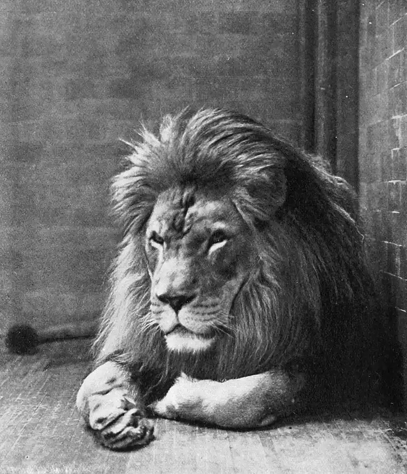 800px-Sultan_the_Barbary_Lion.jpg