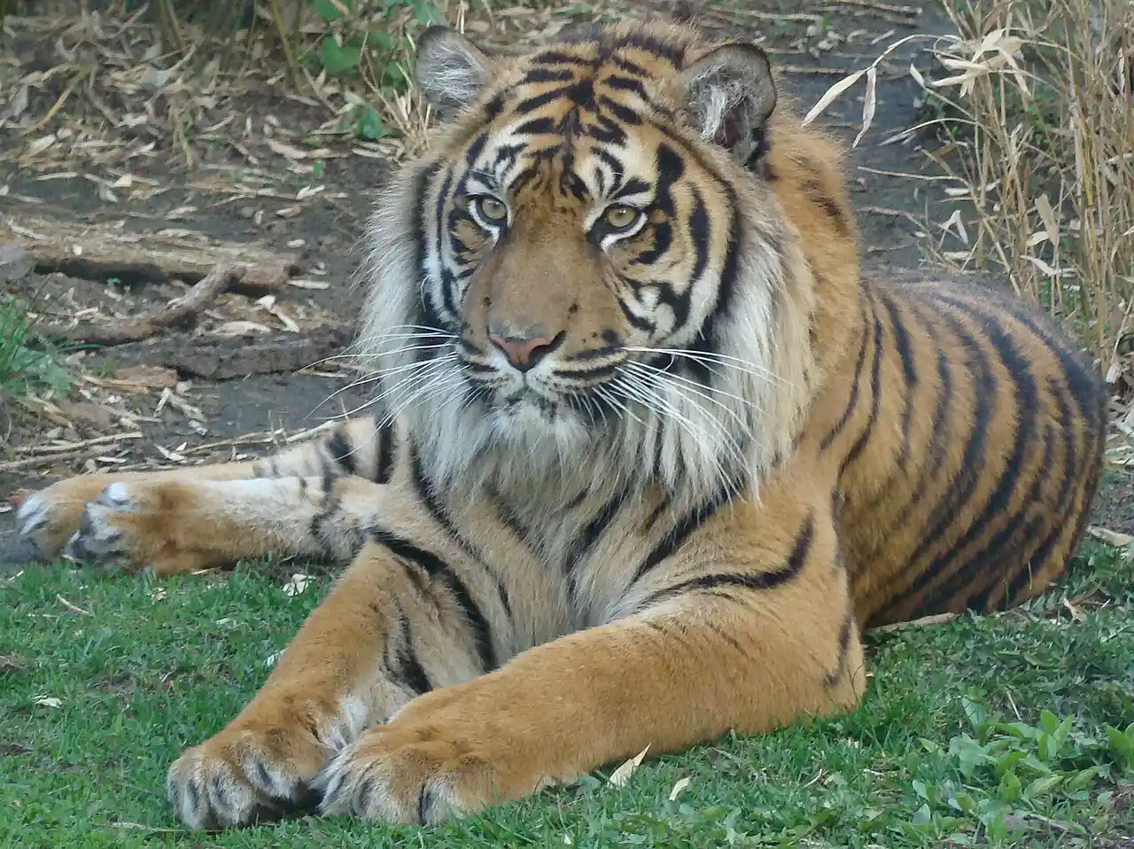 1280px-Panthera_tigris_sumatrae_in_captivity_02.JPG