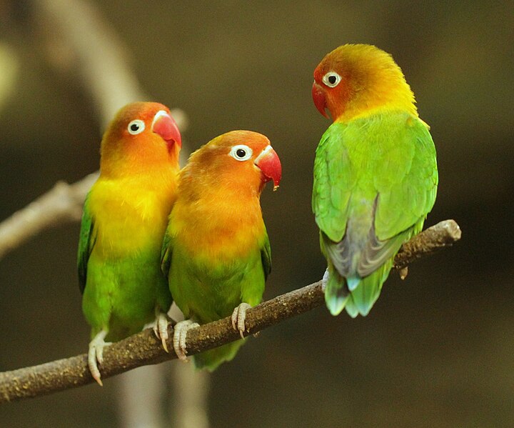 ルリゴシボタンインコ 膨大なページ数 Wiki ルリゴシボタンインコ 膨大なページ数 Wiki