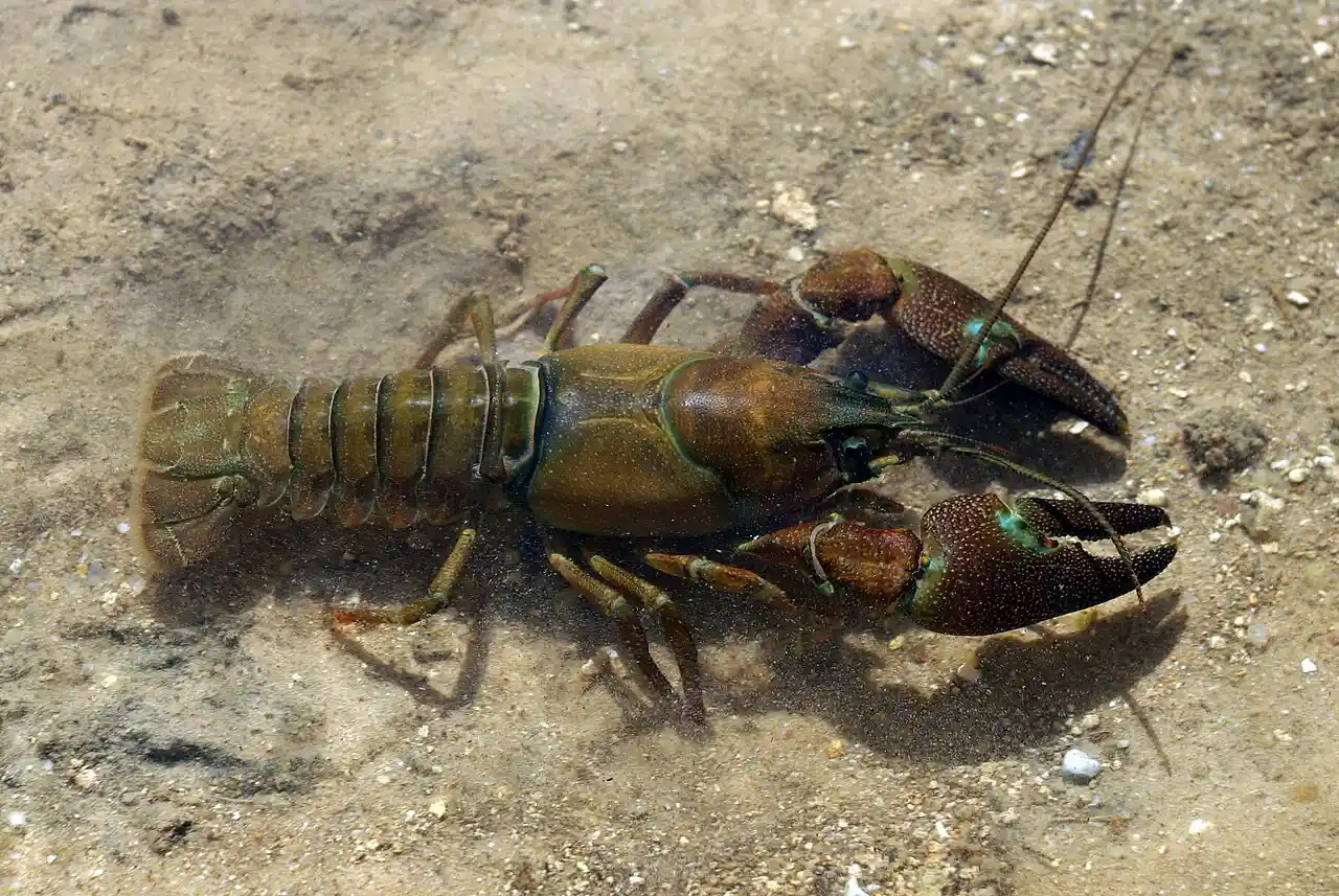 ウチダザリガニ 膨大なページ数 Wiki ウチダザリガニ 膨大なページ数 Wiki