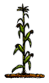 トウモロコシの植物/Corn Plant