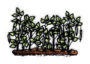 緑豆の木/Green Bean Plants