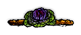熟したキャベツの植物/Ripe Cabbage Plant