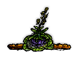 種をつけたキャベツの植物/Seeding Cabbage Plant