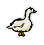 家畜のガン/Domestic Goose