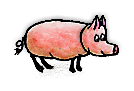 家畜のブタ/Domestic Pig