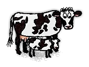 家畜の牛と子牛/Domestic Cow with Calf