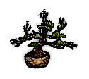 伸びすぎた古いイチイの盆栽/Overgrown Old Yew Bonsai