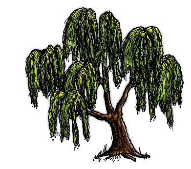 ヤナギの木/Willow Tree