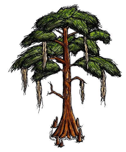 葉のないイトスギ/Bald Cypress Tree
