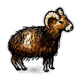 家畜のオオツノヒツジ/Domestic Mouflon
