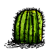エキノカクタス/Barrel Cactus
