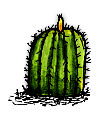 実のなったエキノカクタス/Fruiting Barrel Cactus