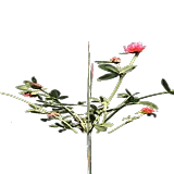 plantedChrysanthemum3HarvestA18.png