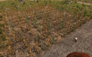 cornfield_med_outer.png