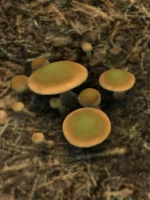 MushroomsRadiated.png MushroomsRadiated.png