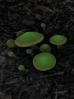MushroomsRadiated_n.png MushroomsRadiated_n.png