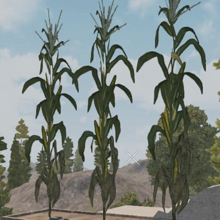 SuperCornA18.gif SuperCornA18.gif