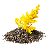 A18plantedGoldenrod1.png