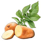 A18plantedPotato1.png