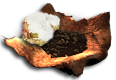 cottonSeed.png