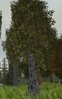 200px-BirchTree.png