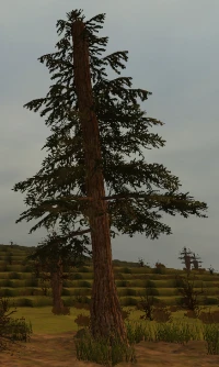 200px-PineTree.png