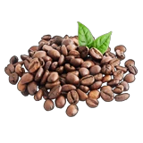 A18plantedCoffee1.png