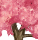 濃桜 濃桜