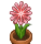 花火華(赤) 花火華(赤)