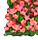 赤い花畑(ハート) 赤い花畑(ハート)
