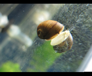 イシマキガイ 熱帯魚 Wiki イシマキガイ 熱帯魚 Wiki