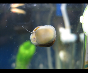 イシマキガイ 熱帯魚 Wiki イシマキガイ 熱帯魚 Wiki