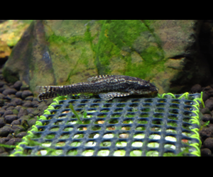 オトシン ネグロ 熱帯魚 Wiki オトシン ネグロ 熱帯魚 Wiki