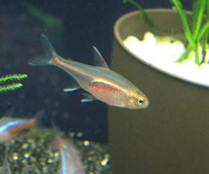 グローライトテトラ 熱帯魚 Wiki