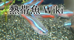 熱帯魚Wiki携帯TOP