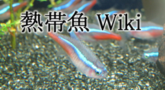 熱帯魚wiki携帯top 熱帯魚 Wiki