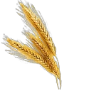 128px-Fresh_Wheat_(Primitive_Plus).png