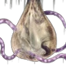 80_queenmoss_st01.png