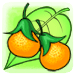 オレンジの果実.png