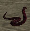赤蛇.jpg