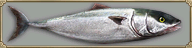 ブリブリ.png ブリブリ.png