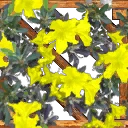 トカゲの住む黄色い花.png
